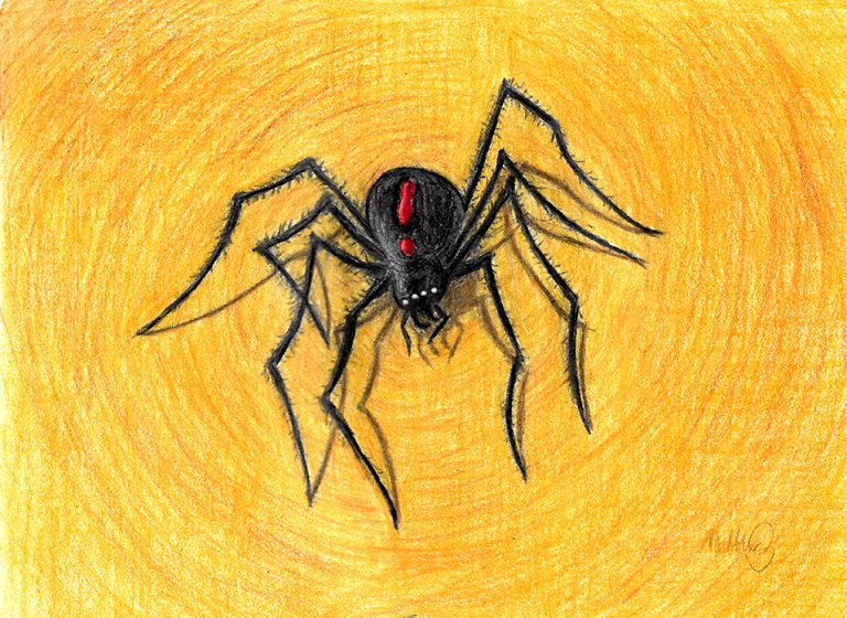 Hybrid Spider (Hunstman Redback cross)